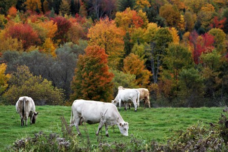 Grazing white cows on hilltop with colorful fall trees in backgroundの写真素材
