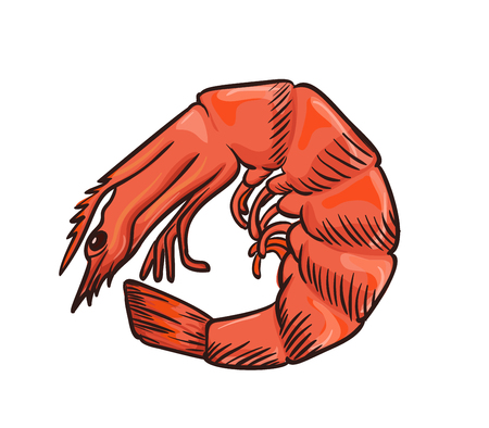 Shrimp vector icon isolated, hand drawn sketch of prawn, template for seafood menu, healhty diet infographics, sticker, flyer, packageのイラスト素材