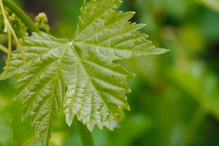 Grape Leaf