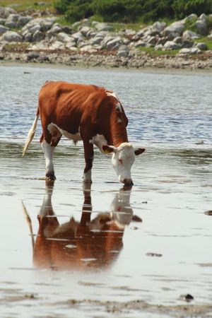 seawater drinking cowの写真素材
