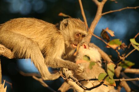 Velvet Monkeysの写真素材