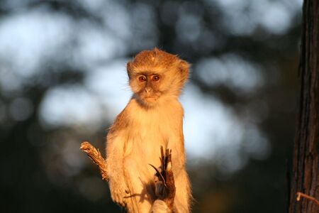 Velvet Monkeyの写真素材