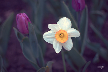 Flower, Narcissus, Nature, Lonely Nature.