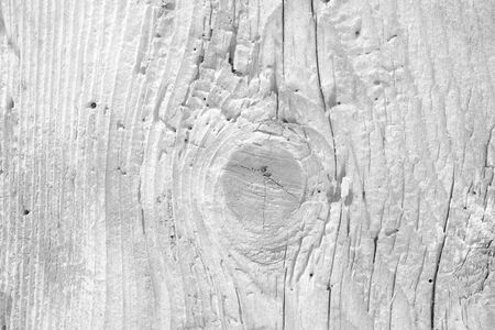 White background with a tree texture. Old surface in retro style.の写真素材