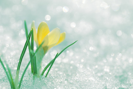 Crocuses yellow bloom against the background of white snow. View of the spring garden.の写真素材