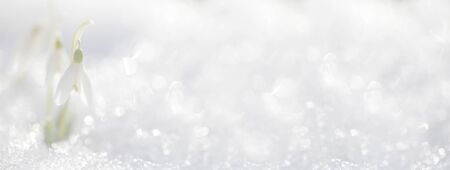 The snowdrop blooms on the spring sunny day under the snow. Brilliant white background with blurry...