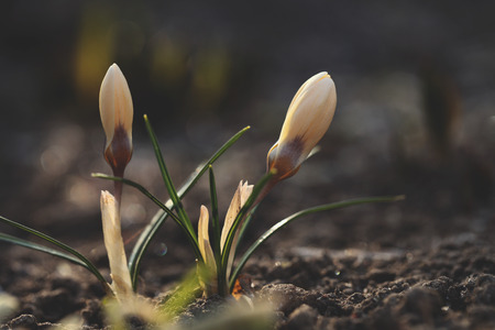 Crocus yellow grows in a spring garden in the snow. Beautiful primrose with drops of dew on a green background.の写真素材