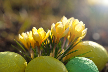 Crocuses yellow grow in the garden with a sunny spring day. Template for a postcard on the Easter holiday, beautiful primroses and eggs lie on the ground under the rays.の写真素材