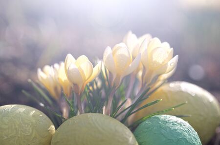 Crocuses yellow grow in the garden with a sunny spring day. Template for a postcard on the Easter...