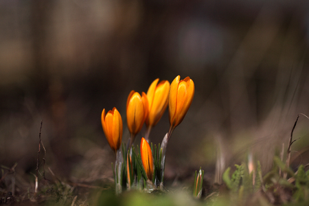 Crocus grows in the garden on a spring sunny day. The background is brown and yellow.の写真素材
