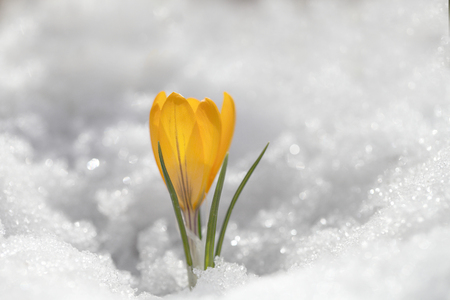 Crocuses yellow grow in the spring in the open air near the snow. Beautiful flowers grow in the garden.の写真素材