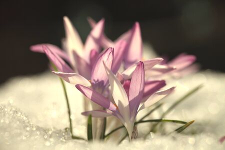 Saffron purple growing from under snow, background for the Easter cards.の写真素材