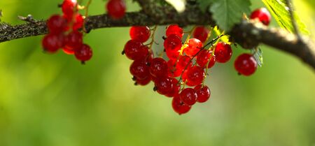 Red currant grows in the garden on a summer sunny day, organic growing berries. A vivid background for the wallpaper template.の写真素材