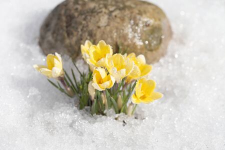 Crocuses yellow blossom on a spring sunny day in the open air. Beautiful primroses against a background of brilliant white snow.の写真素材