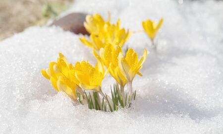 Crocuses yellow blossom on a spring sunny day in the open air. Beautiful primroses against a...