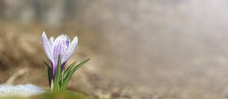 Crocuses white blossom on a spring sunny day in the open air. Beautiful primroses against a...