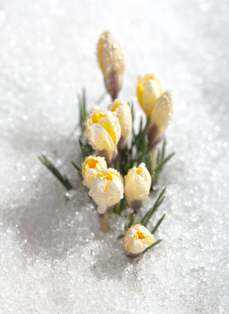 Spring flowers grow under the snow, a beautiful composition for Easter cards. Yellow crocuses in the sun rose after winter, beautiful primroses bloom on April day.の写真素材