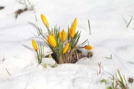 Spring flowers grow under the snow, a beautiful composition for Easter cards. Yellow crocuses in the sun rose after winter, beautiful primroses bloom on April day.の写真素材