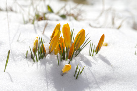 Spring flowers grow on the snowの写真素材