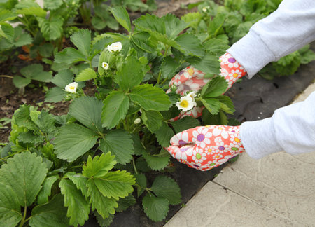 The gardener puts the mulch under the strawberry. A hand gardener in a glove against a background of plants in the garden, organic farming for a vegetarian diet.の写真素材