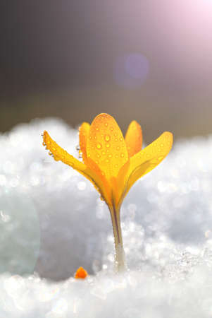 Spring flowers grow under the snow, a beautiful composition for Easter cards. Yellow crocuses in the sun rose after winter, beautiful primroses bloom on April day.の写真素材
