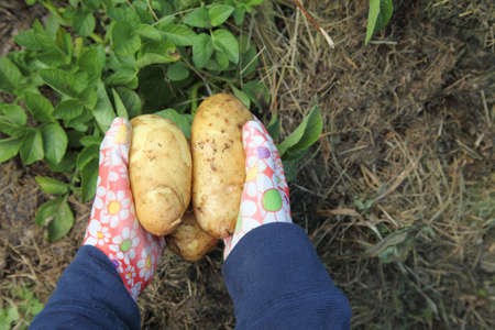 Potato harvest in the hands of a gardener, organic farming. Growing vegetables for vegetarian food...