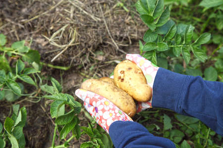 Potato harvest in the hands of a gardener, organic farming. Growing vegetables for vegetarian food...