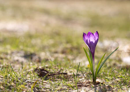 Crocuses purple blossom on a spring sunny day in the open air. Beautiful primroses against a...