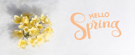 Hello spring, greeting card with primroses - yellow crocuses. Flowers under the snow on a sunny day,...