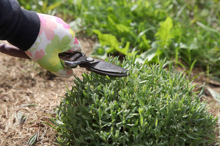 The lavender bush is pruned by the gardener after flowering with a pruner. Growing provence plants...