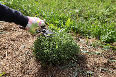 The lavender bush is pruned by the gardener after flowering with a pruner. Growing provence plants for beautiful decorations.の写真素材