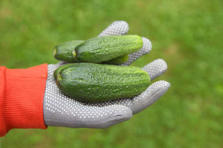 Cucumbers in the hands of a gardener, organic farming. Growing vegetables for vegetarian food, the harvest is harvested on a summer day.の写真素材