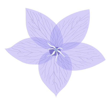 Blue flower flat vector illustration, summer lilac plant. Element for garden design, natural transparent petal.のイラスト素材