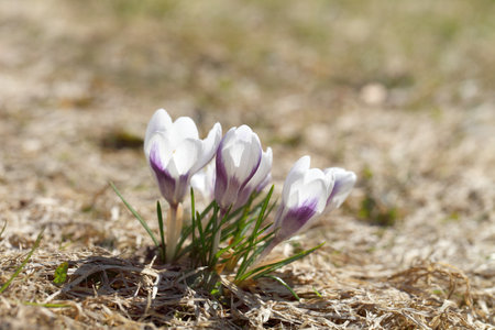 Spring flowers - white crocuses bloom in the park in April, a beautiful template for a web screensaver. Snow shiny cover melts near primroses, Easter card design.の写真素材