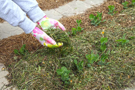 Mulching of peas on a row, the hand of a gardener in the country. Gardening, manual planting and...