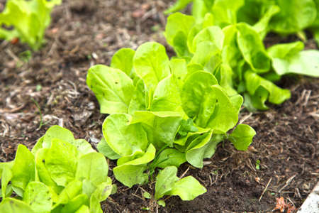 Salad grows in the garden under the open air. Growing green vegetables in organic gardening.の写真素材