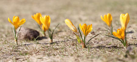 Crocuses yellow grow in the garden under the snow on a spring sunny day. Panorama with beautiful...