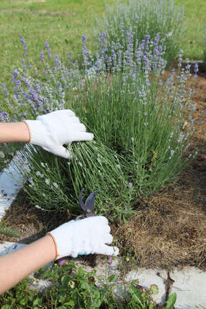 The lavender bush is pruned by the gardener after flowering with a pruner. Growing provence plants for beautiful decorations.の写真素材