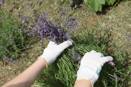 The lavender bush is pruned by the gardener after flowering with a pruner. Growing provence plants for beautiful decorations.の写真素材