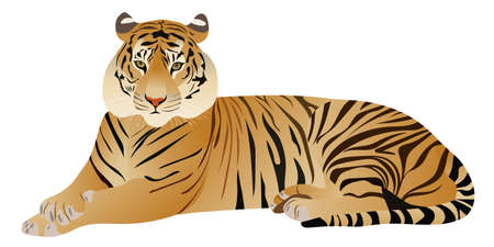 Tiger - realistic vector illustration, flat cartoon image of an animal. The symbol of 2022 New Year, a template on a white background to create a holiday card.のイラスト素材