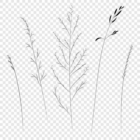Field and meadow grasses, black contour line. Sketch of medicinal plants, vector drawing.のイラスト素材