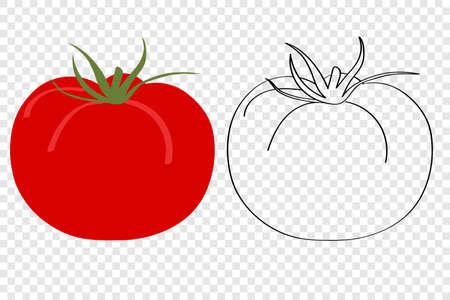 Tomato is a red vegetable for vegetarian food, flat cartoon vector illustration, childrens doodle coloring book for kids on a transparent background. A simple drawing of a product or packaging .のイラスト素材