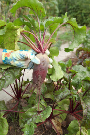 Beets in the hands of a gardener, harvesting vegetables at his hacienda. Organic farming for...