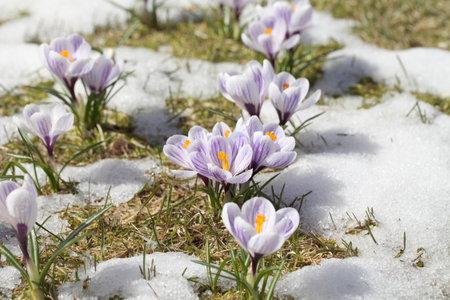 Spring flowers - white crocuses bloom in the park in April, a beautiful template for a web...