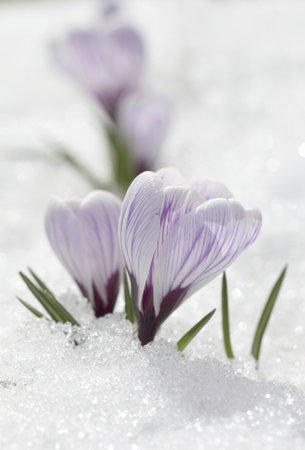 Spring flowers - white crocuses bloom in the park in April, a beautiful template for a web screensaver. Snow shiny cover melts near primroses, Easter card design.の写真素材