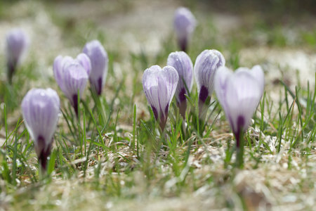 Purple crocuses on a background of glittering snow, beautiful spring flowers.の写真素材