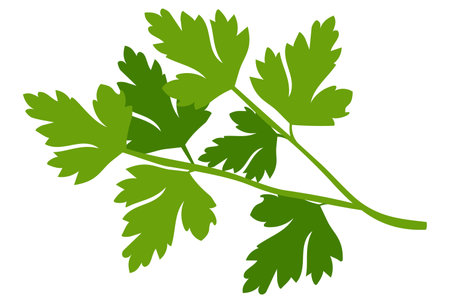 Parsley - vitamin greens for vegetarian nutrition. Flat cartoon drawing.のイラスト素材