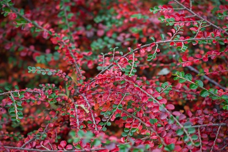 Plant of barberry.の写真素材
