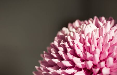 Beautiful purple chrysanthemumの写真素材