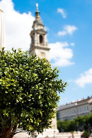 Green bush